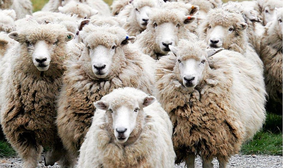 قازاقستان قوي ەتىنىڭ ەكسپورتىن 50 ەسەگە ارتتىرماقشى