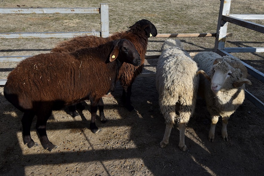 وقو-دا 438 اۋىل شارۋاشىلىعى كووپەراتيۆتەرى قۇرىلدى