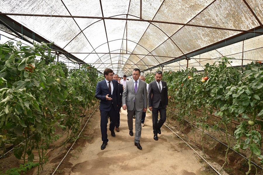 ارىستا جىلىجاي كولەمى ۇلعايتىلماق