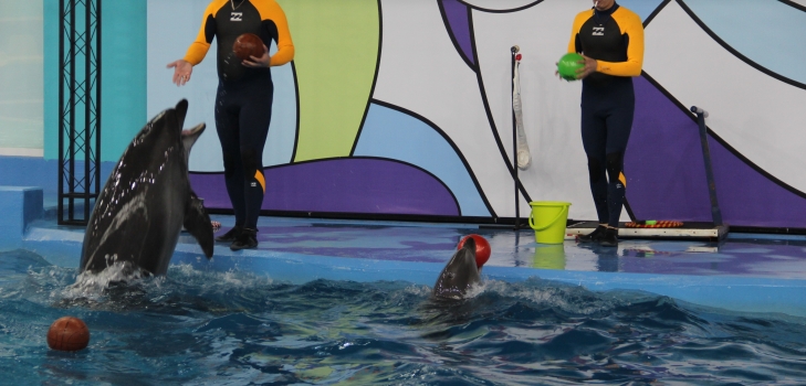 استانادا ورتالىق ازياداعى ەڭ ۇلكەن تەڭىز جانۋارلارىنىڭ ساياباعى اشىلدى