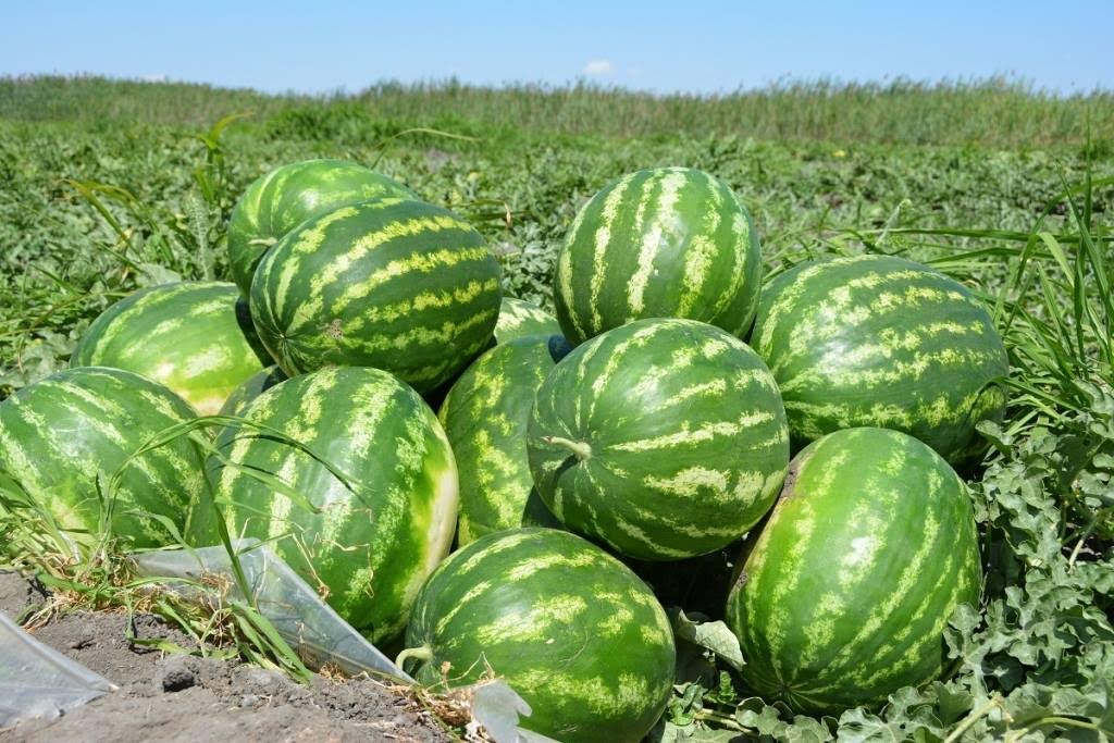 وقو شارۋالارى رەسەيگە 300 توننا قاربىز ەكسپورتتادى