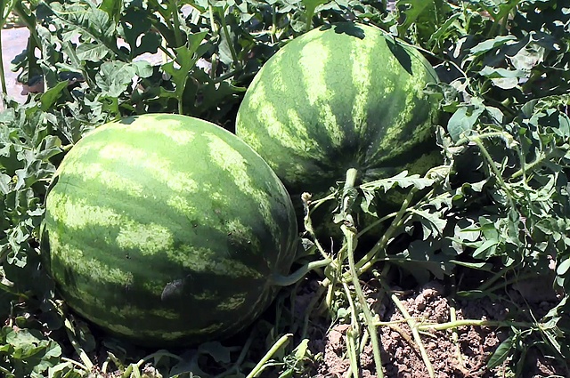 وڭتۇستىكتە قاربىز ەگىستىگى ازايدى