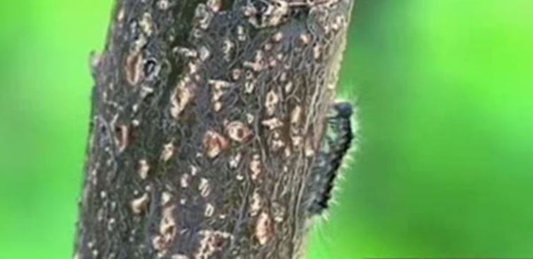 سولتۇستىك قازاقستان ورماندارىن جىبەك قۇرتى جايلاپ بارادى