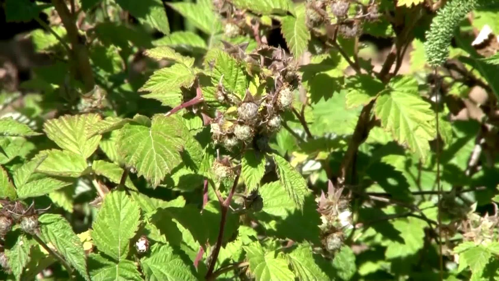 قازىعۇرتتىق ديحاندار تاڭقۋراي وسىرۋدە