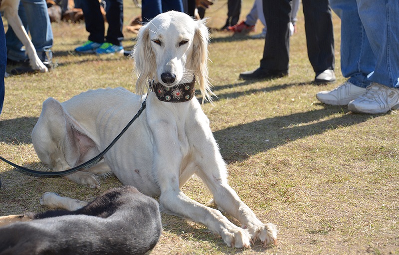 الماتىدا « ۇلى دالا رۋحى-2017» حالىقارالىق ەتنوفەستيۆالى وتەدى  