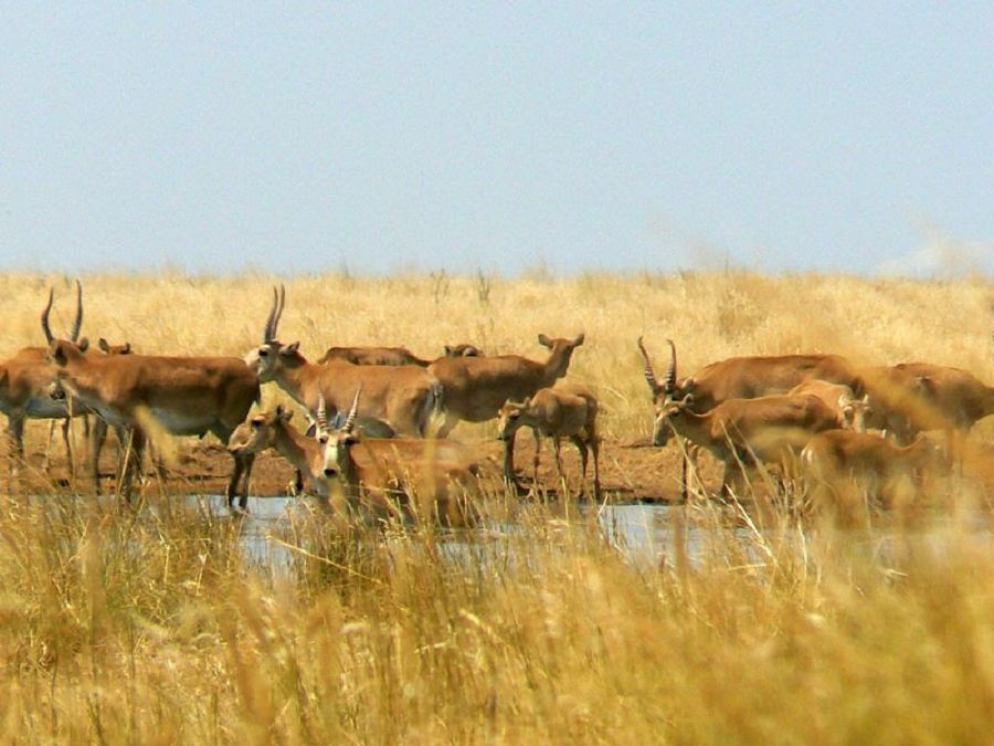 كوڭىلگە قانات بىتىرەر كورمەنى كورگەنشە اسىق