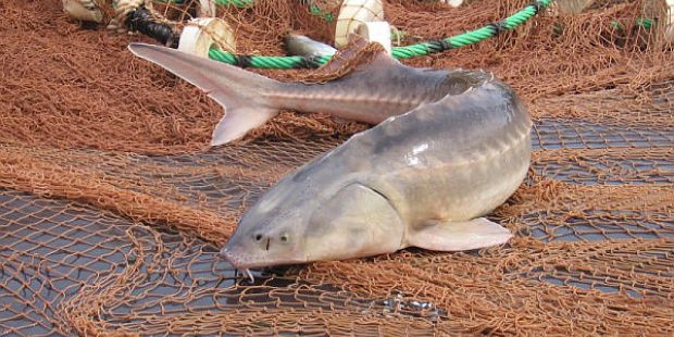 «بەكىرە-2017»: 64 توننا بالىق تاركىلەندى