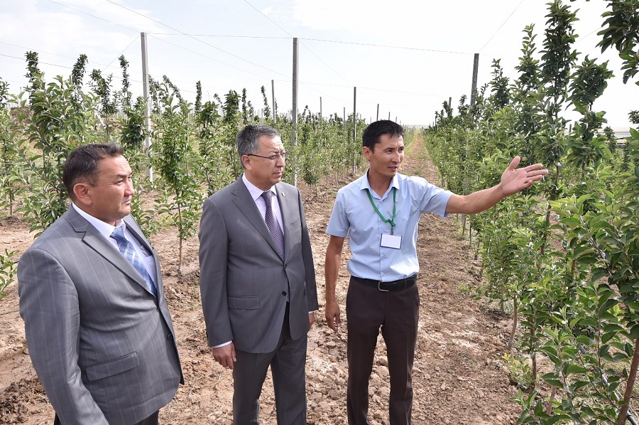 وڭتۇستىك قازاقستاندا ەكى مىڭ گەكتارعا قارقىندى باۋ ەگىلەدى