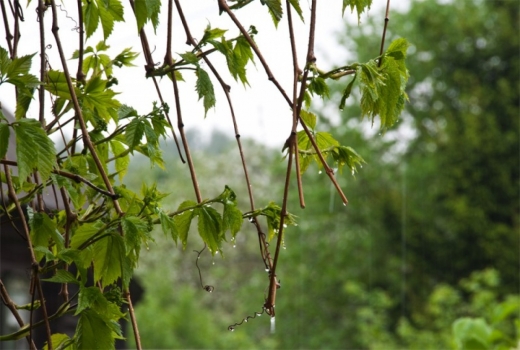 بۇگىن ەلىمىزدىڭ بارلىق ايماقتارىندا قۇبىلمالى اۋا رايى ساقتالادى
