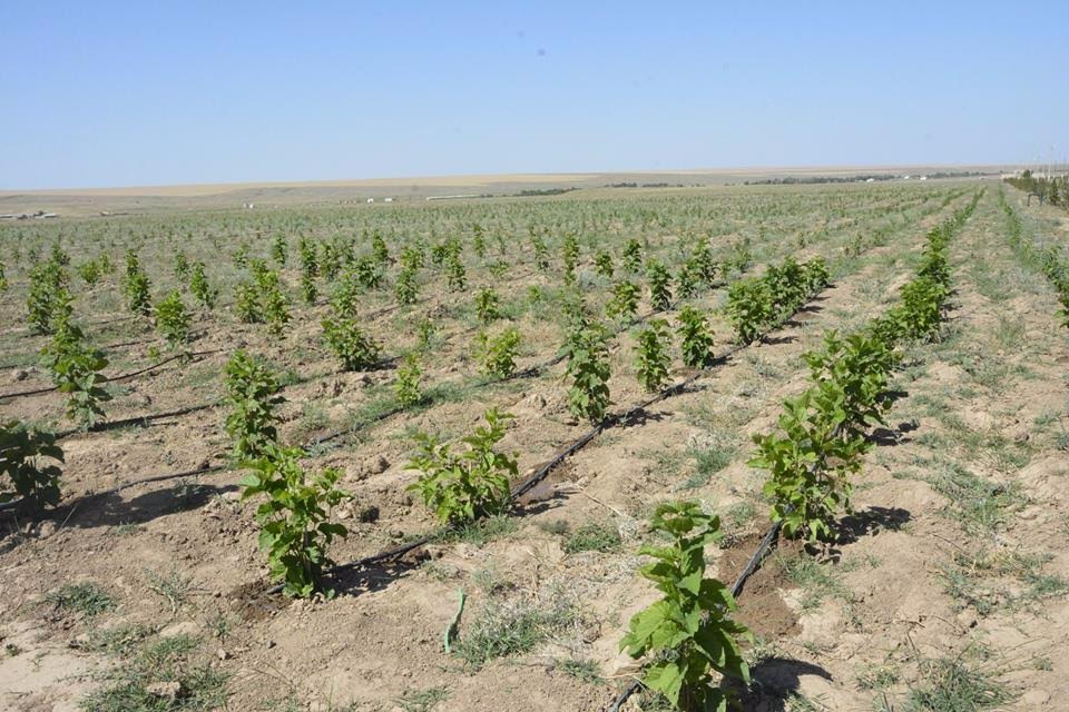 وقو-دا جىلىنا 50 توننا جىبەك وندىرىلەتىن بولادى