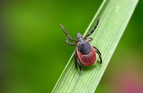 كوزگە تۇسپەيتىن كەنەلەر بار