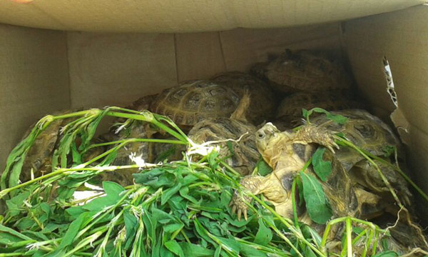 قوستاناي: شەكارادا 64 توتىقۇس پەن 60 تاسباقا تيەگەن ماشينا ۇستالدى