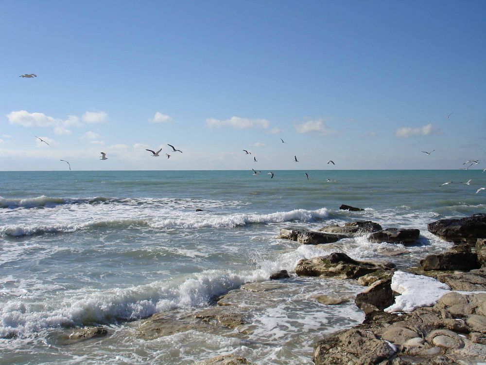 تەڭىزدەگى تارلان