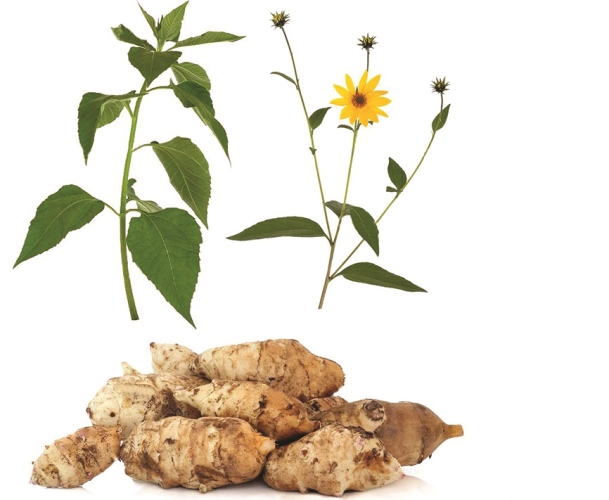 توپينامبۋر اۋانى تازارتادى