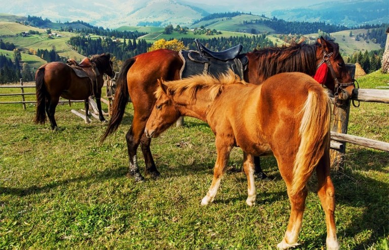 «الماعا ات بايلاعان» قانداي ەرلەر؟