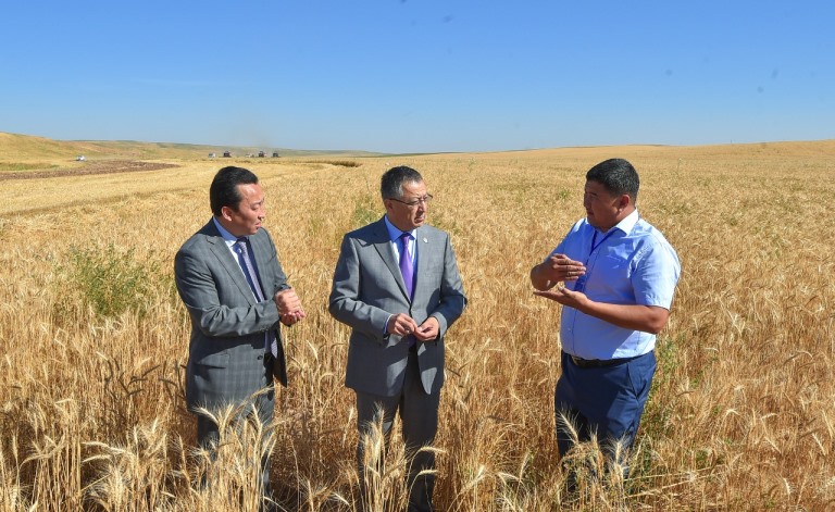 وڭتۇستىك قازاقستاندا ەگىن ورۋ ناۋقانى باستالدى 