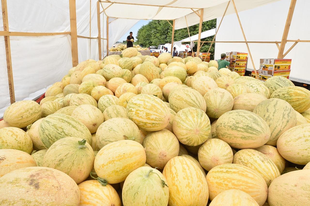 ماقتارالدىق ديقاندار جينالعان قاۋىننىڭ 70 پايىزىن ەكسپورتتاعان