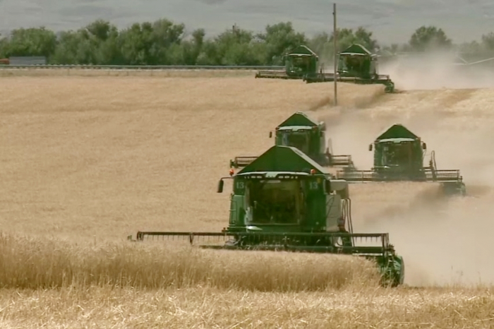  جامبىل وبلىسىندا ەگىن جيناۋ ناۋقانى باستالدى
