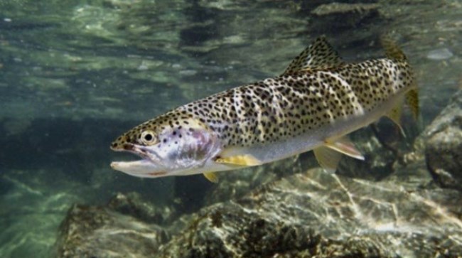 وسكەمەن سۋ قويماسىندا پاتشا بالىق وسىرىلەتiن بولادى