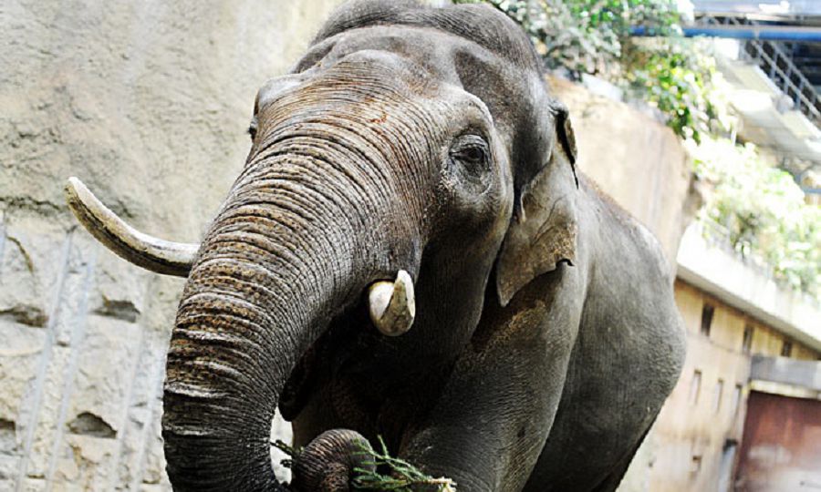 سيۋجەت جەلىسى – سويلەيتىن ءپىل