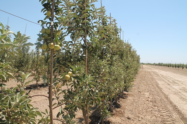 تۇلكىباستا 356 گا اۋماققا الما اعاشى وتىرعىزىلدى