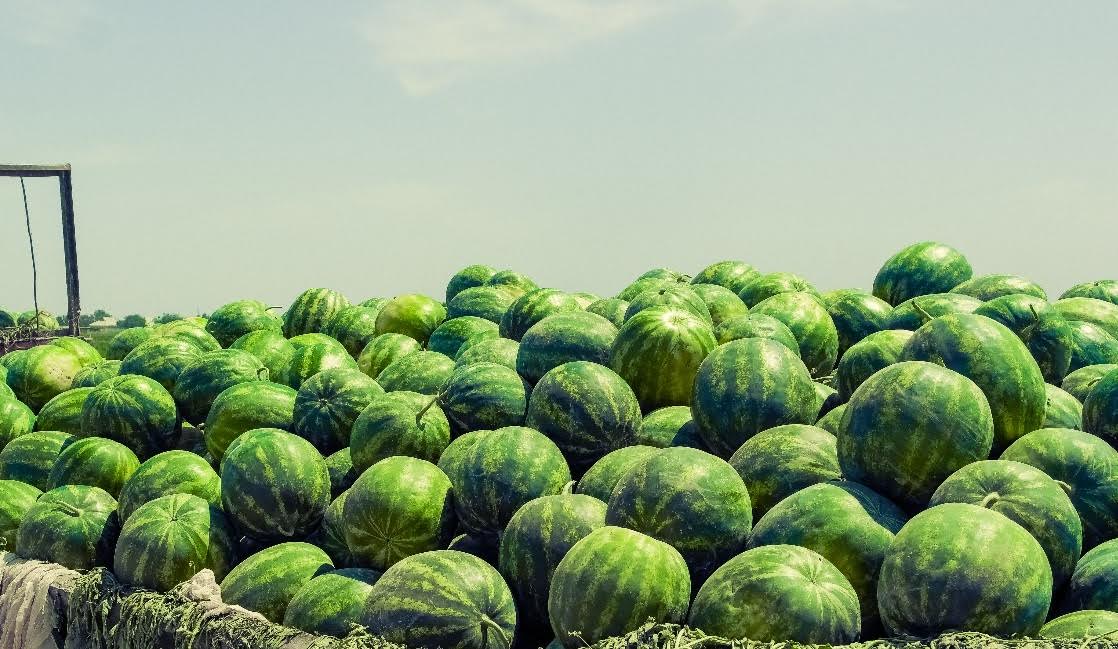 وقو ديقاندارى رەسەيگە 51 مىڭ توننا قاۋىن-قاربىز ەكسپورتتاعان