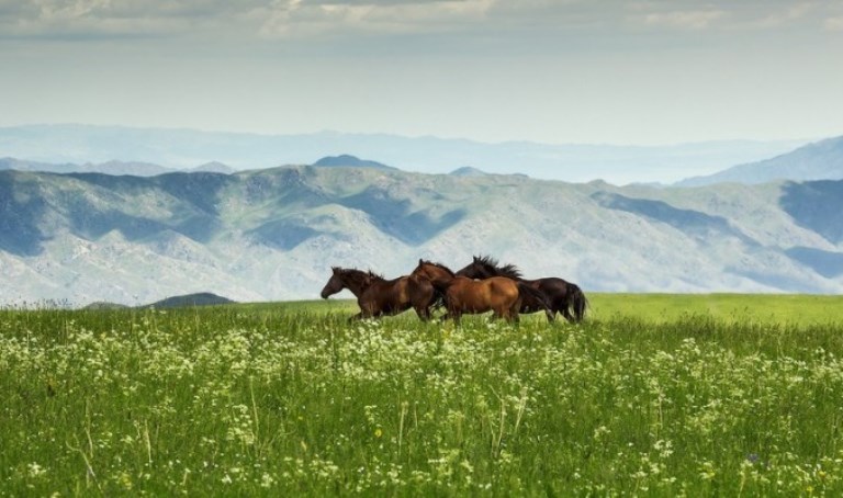 دالا – داۋلەت, اۋىل – قۇت