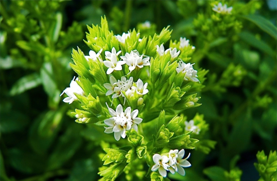 تارازدا ستۋدەنتتەر قانت ديابەتىنە قارسى دارىلىك وسىمدىكتەر وسىرۋدە