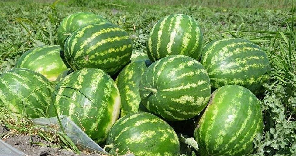 وقو-داعى جاۋشىقۇمدىق جاستاردىڭ جوسپارى كوپ