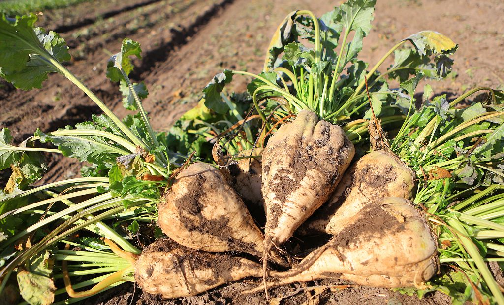 قانت قىزىلشاسى. دانەكتەن قانتقا دەيىن