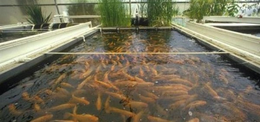 كاسىبي بالىق شارۋاشىلىعى قولعا الىندى