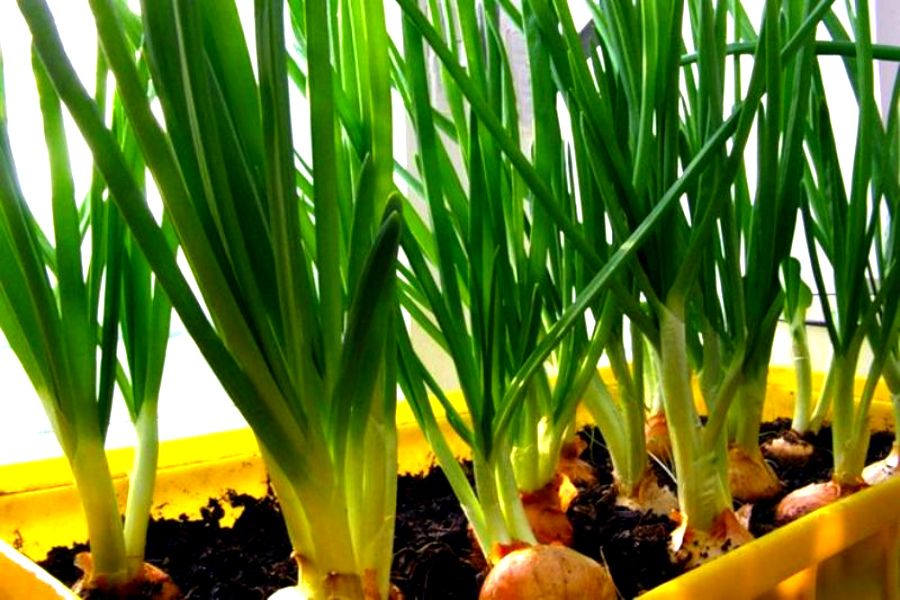 جۋا جوعالىپ بارادى