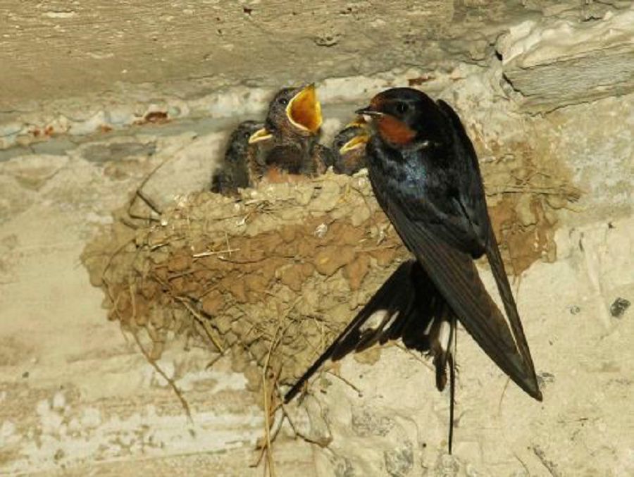 قارلىعاشتىڭ ۇياسى