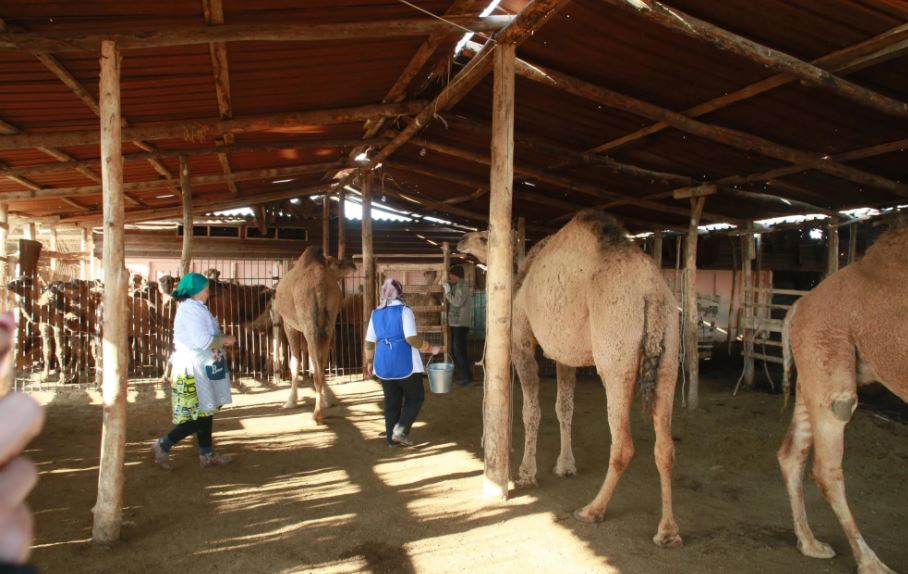 سىر وڭىرىندە تۇيە ءسۇتىن قابىلدايتىن ورتالىق اشىلادى