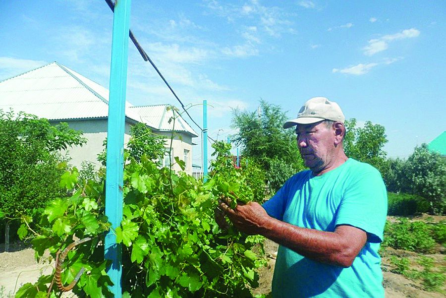 اسەم تال جانە ءجۇز جەمىس اعاشى