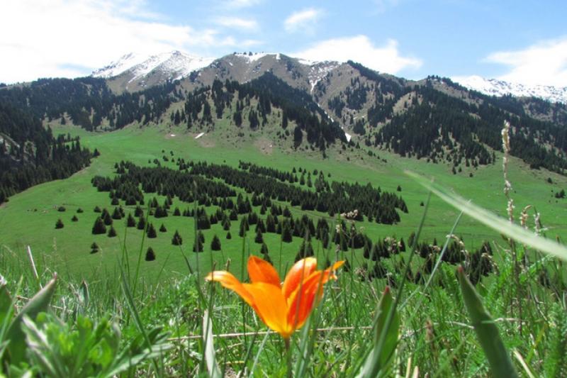 ىلە الاتاۋى ۇلتتىق پاركىنە بارۋعا شەكتەۋ قويىلدى