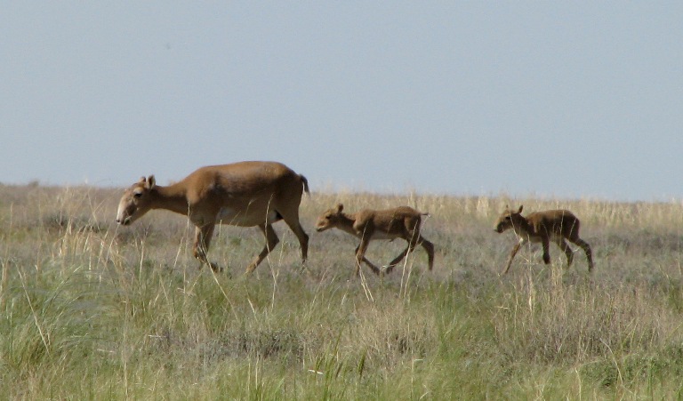 كيىكتى ىسقىرىپ اتقان, جاۋىن وياتىپ قىلىشتاسقان...