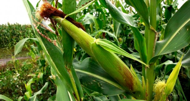 وقو-عا تارتىلعان ينۆەستيتسيا كولەمى 180,6 ملرد تەڭگەگە جەتتى