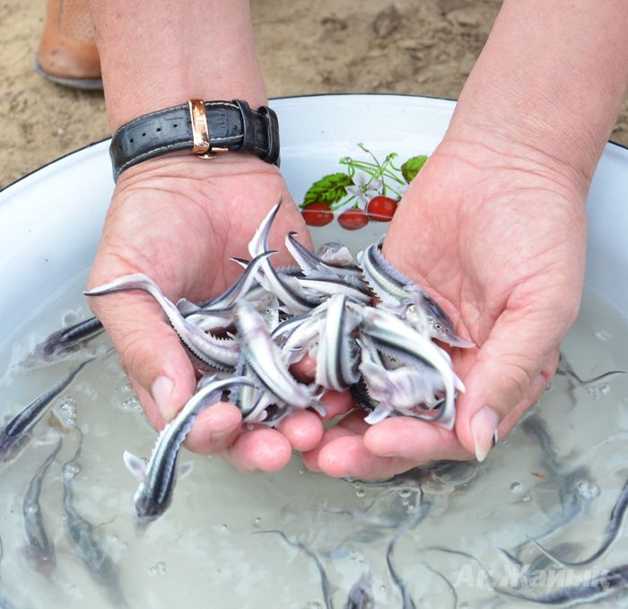جايىق وزەنىنە 3 ميلليون بەكىرە شاباعى جىبەرىلدى
