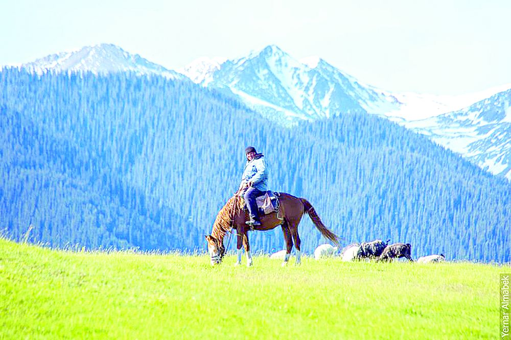 جاستار مال باعۋدان نەگە قاشادى؟