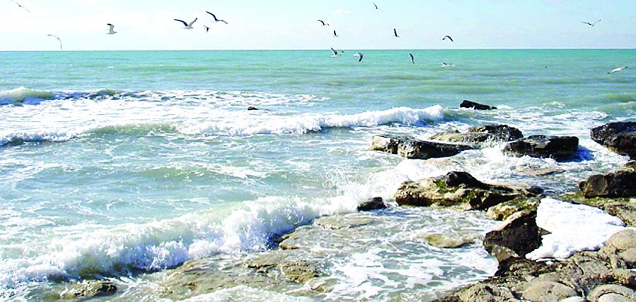 كوش كولىكتى بولسىن