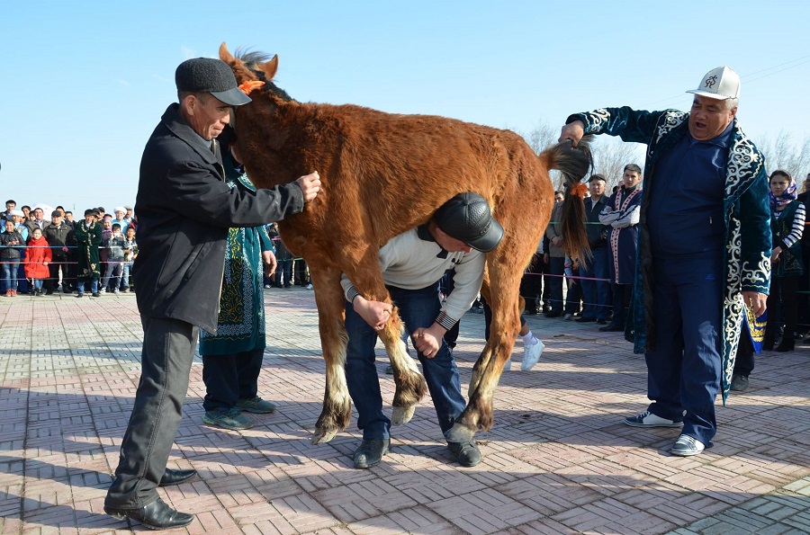 پاۆلوداردا « ۇلى دالا ەلى» فەستيۆالى كەزىندە ات سپورتى جارىستارى وتەدى