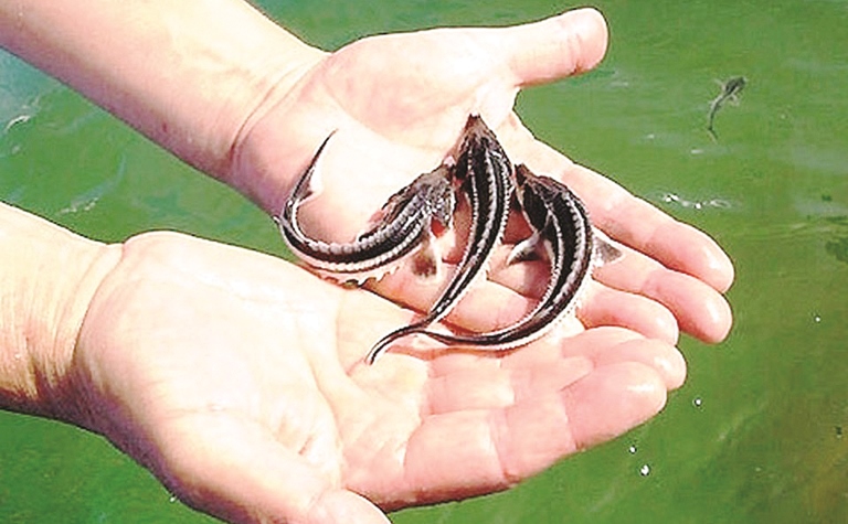 3 ميلليون بەكىرە شاباعى جايىققا جىبەرىلدى