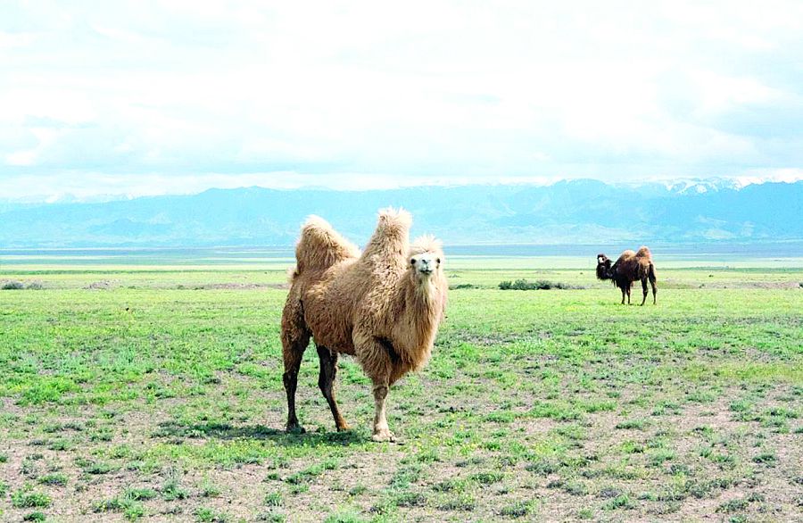 تۇيە ەتى قاڭسىق, تۇيەقۇس ەتى تاڭسىق پا؟