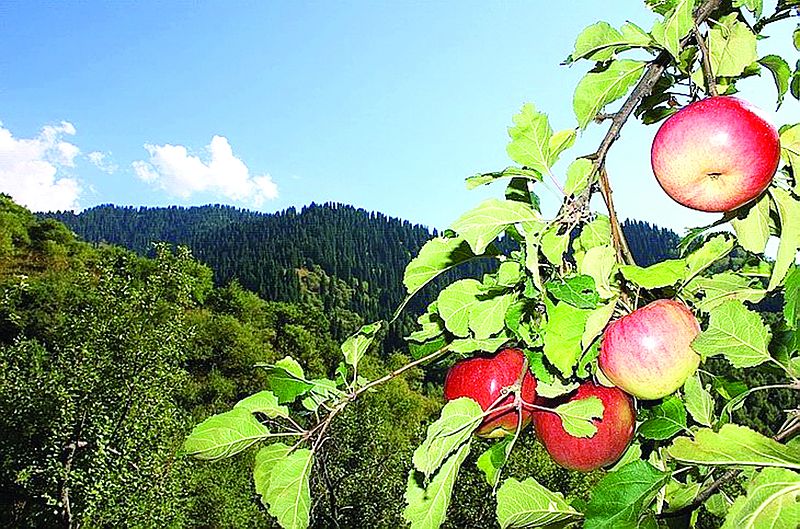 Boyce Thompson ينستيتۋتى: المانىڭ وتانى − الاتاۋ