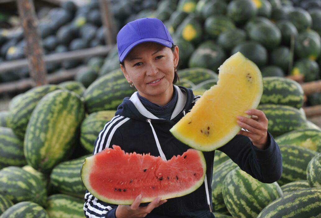 پاۆلوداردان استاناعا 10 توننا قاربىز جەتكىزىلەدى