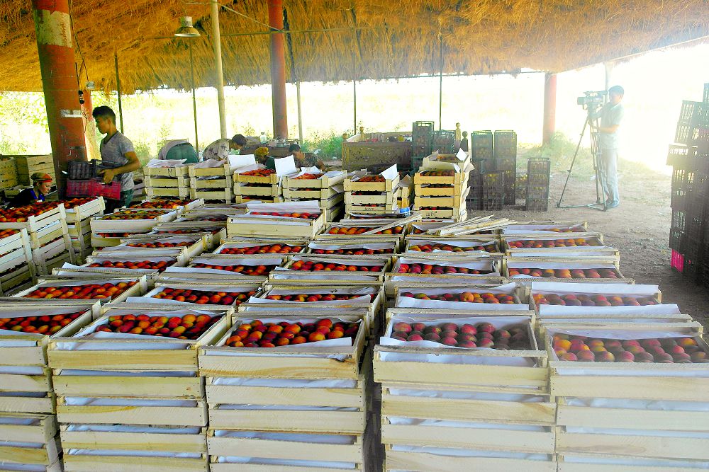 ماقتارالدىق شارۋالار 2766 توننا جەمىس پەن ءجۇزىم جينادى