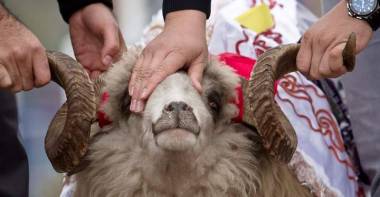 استانادا قۇرباندىق شالۋعا ارنالعان ورىندار انىقتالدى   