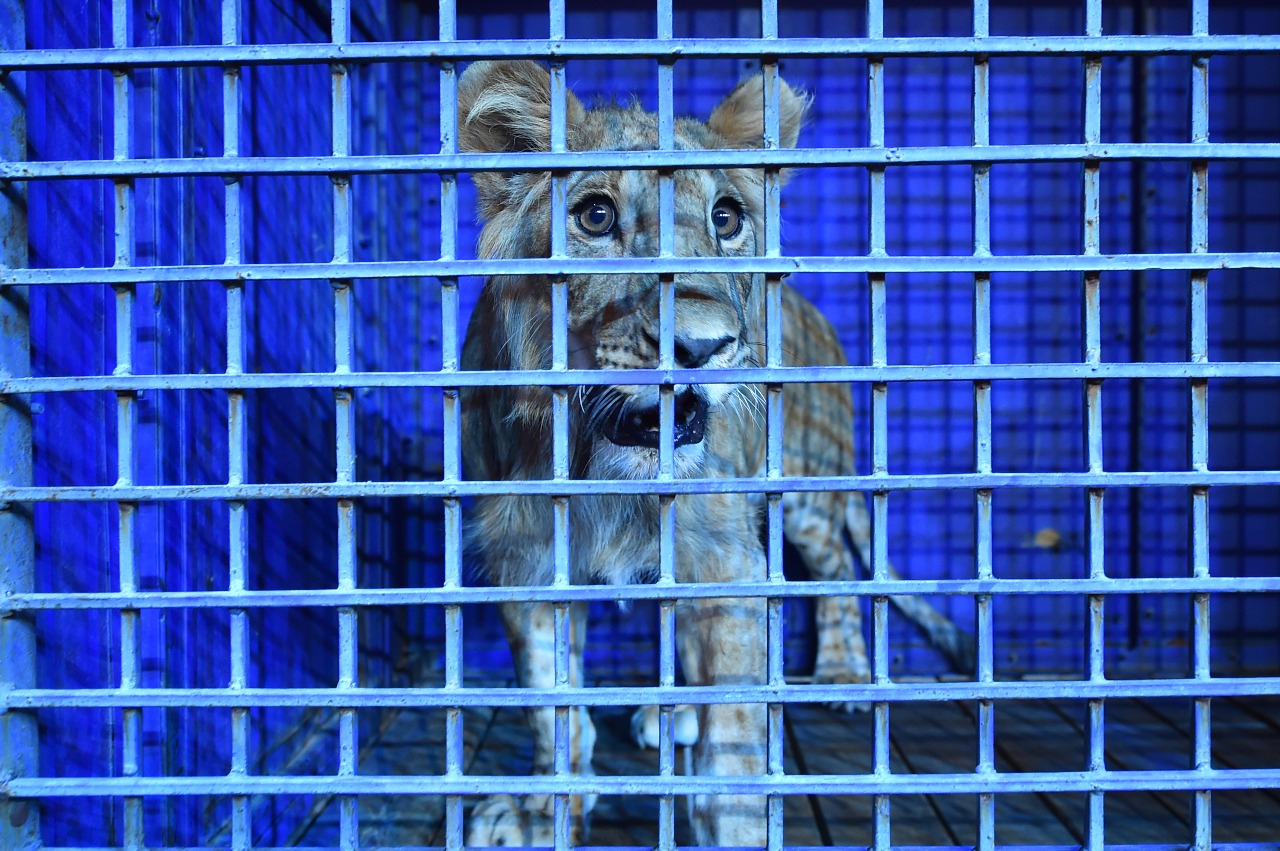 شىمكەنت تۇرعىنى «وڭتۇستىك تسيرك» مەكەمەسىنە ابدان سىيلادى   