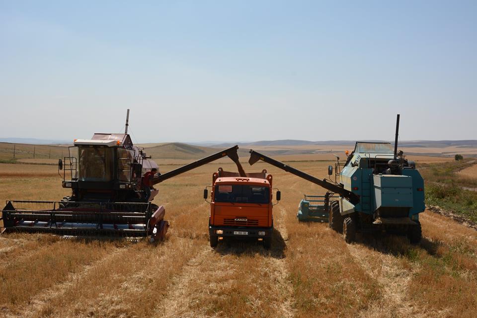 جامبىل وبلىسىندا ەگىن ورۋ ناۋقانى تولىعىمەن اياقتالدى